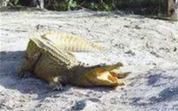 Cá sấu phá chuồng sắt, cắn đứt gân tay nhân viên nhà hàng